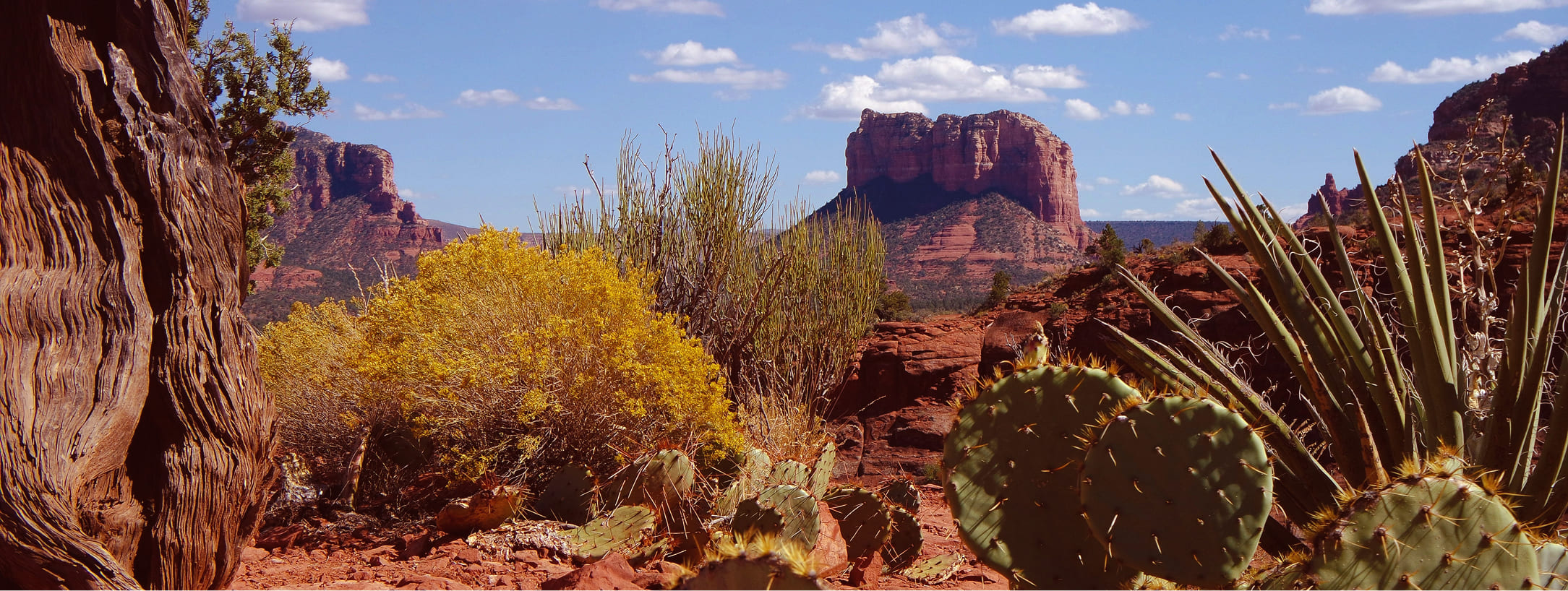 Arizona desert landscape — red rock formations, cacti, and desert flora under blue sky
